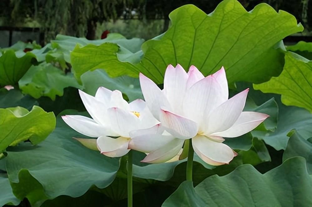 荷花植物的习性与作用：浇水施肥攻略、收成季节及新植养护要点