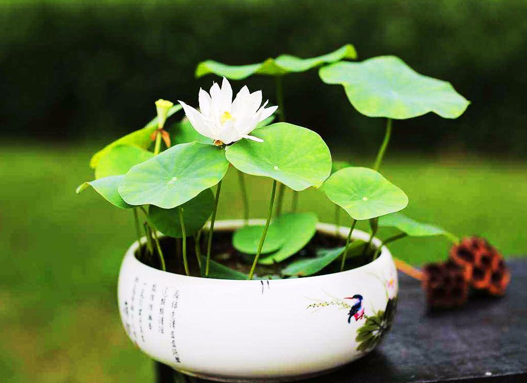 家中种一缸荷花，养上几条锦鲤鱼，按这方法照顾省心又漂亮
